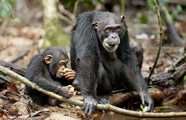 Baby Oscar and Mother Isha in ‘Chimpanzee’