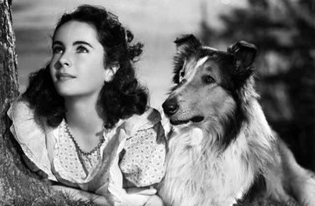 Early Days: Elizabeth Taylor in an MGM studio pose with co-star Lassie