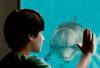 Dolphin Tale