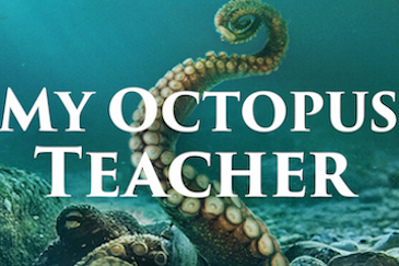 My Octopus Teacher