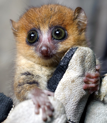 Mouse lemurs